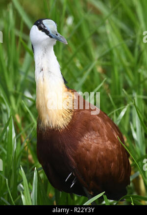 Un africano jacana (Actophilornis africanus) passeggiate sulla vegetazione galleggiante con le sue lunghe dita e unghie al Mabamba palude. Baia di Mabamba zone umide, W Foto Stock