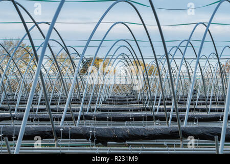 Coltivatori di fragole polytunnels fuori stagione con i coperchi rimossi per proteggerli dalle intemperie. Foto Stock