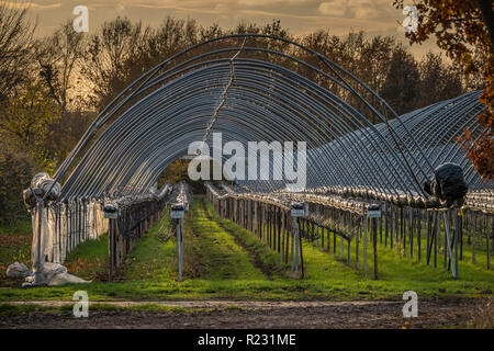 Coltivatori di fragole polytunnels fuori stagione con i coperchi rimossi per proteggerli dalle intemperie. Foto Stock