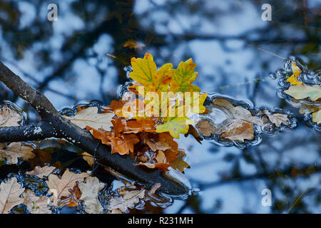 Primo piano di foglie di autunno e di un ramo che è caduto in una pozza di acqua con la riflessione di alberi in background Foto Stock