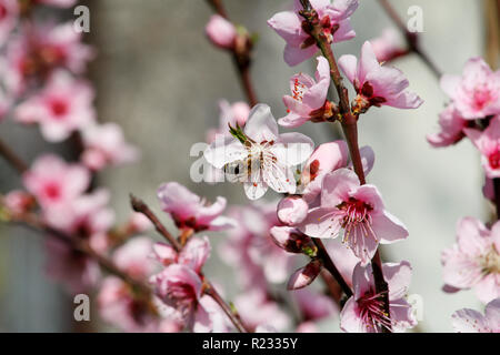 Il miele delle api sul fiore peach blossom, stagione primaverile. Fiori di alberi di frutta. I fiori, le gemme e rami di pesco, in primavera. La fioritura degli alberi. Foto Stock