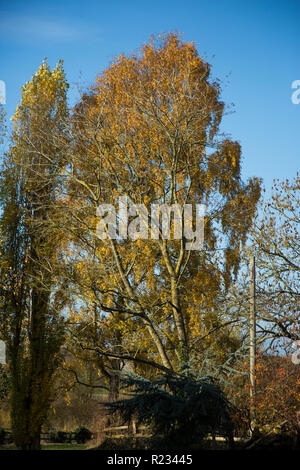 In autunno gli alberi in una giornata di sole in autunno in Inghilterra rurale Foto Stock