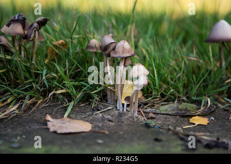 Piccolo marrone di funghi che crescono in giardino tra l'erba su una luminosa giornata d'estate con l'erba verde nella foto Foto Stock