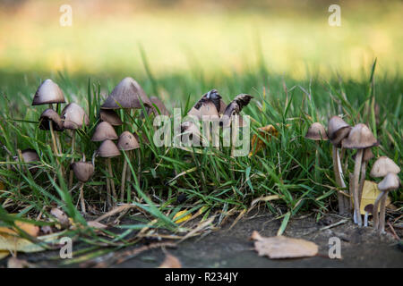 Piccolo marrone di funghi che crescono in giardino tra l'erba su una luminosa giornata d'estate con l'erba verde nella foto Foto Stock