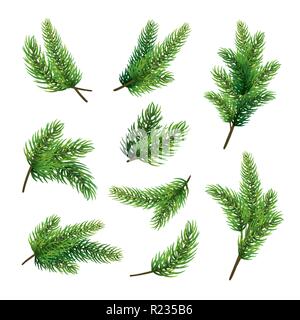 Set di rami di abete isolato su sfondo bianco. Albero di natale. Illustrazione Vettoriale