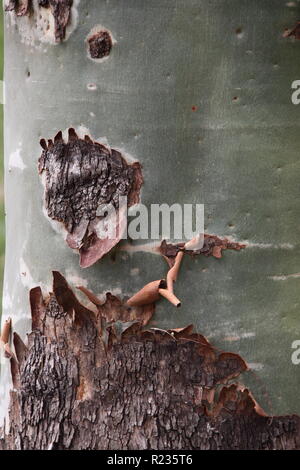 Gomma Cadaghi tronco con ruvida corteccia inferiore e superiore liscia corteccia (Corymbia Torelliana) Foto Stock