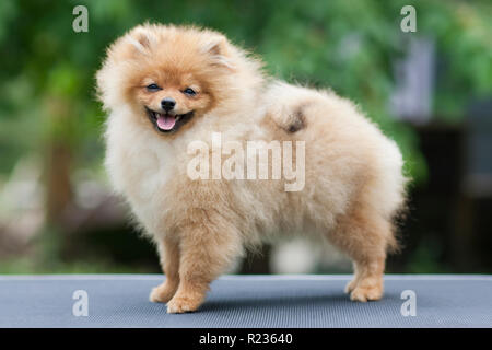 Sorriso di cane spitz di Pomerania. Ritratto piccolo Pomerania sorridente cane. Autunno a piedi del cane di Pomerania in ottobre giornata di sole. Foto Stock