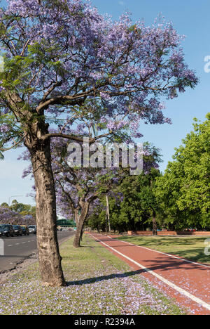 Argentina. Buenos Aires durante la primavera, Jacaranda mimosifolia alberi nei parchi della città. Parque 3 de Febrero, Bosques de Palermo Foto Stock