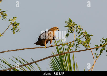 Nibbio, Milvus migrans govinda a Kerala acque Foto Stock