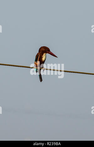 Bianco-breasted Kingfisher, Halcyon smyrnensis fusca a Kerala acque Foto Stock