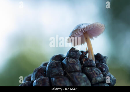 Piccolo fungo su pigna. Foto Stock