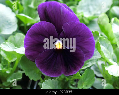 Mix di Halloween a fioritura invernale Pansies Foto Stock