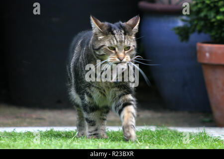 Gatto che trasportano un mouse nella sua bocca Foto Stock