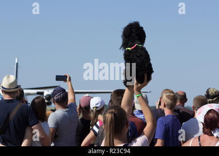 MAYSKE, Ucraina - 24 agosto 2018: spettatore con cane guarda le prestazioni, aprire Festival in Ucraina Il Giorno Di Indipendenza 'Vilne Nebo 2018' / 'il cielo libero 2 Foto Stock