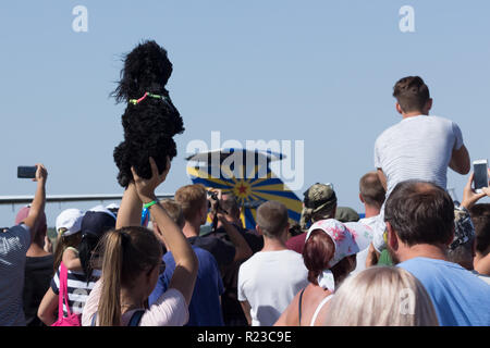 MAYSKE, Ucraina - 24 agosto 2018: spettatore con cane guarda le prestazioni, aprire Festival in Ucraina Il Giorno Di Indipendenza 'Vilne Nebo 2018' / 'il cielo libero 2 Foto Stock