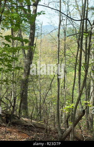 Vista lungo il deserto su strada e il guerriero il percorso in Cumberland Gap. Fotografia digitale Foto Stock