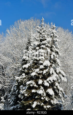 Coperte di neve alberi dopo un freak tempesta di neve di primavera, maggiore Sudbury, Ontario, Canada Foto Stock