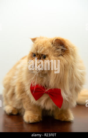 Immagine del gatto di zenzero in rosso il filtro bow tie seduta Foto Stock