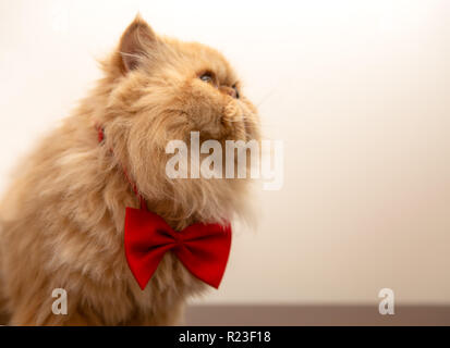 Foto di soffici ginger cat in rosso il filtro bow tie seduta Foto Stock