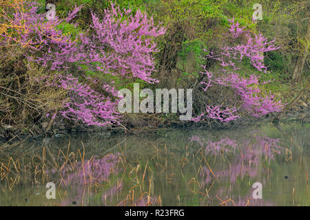 Redbud in fiore riflesso in uno stagno, Libano, Missouri, Stati Uniti d'America Foto Stock