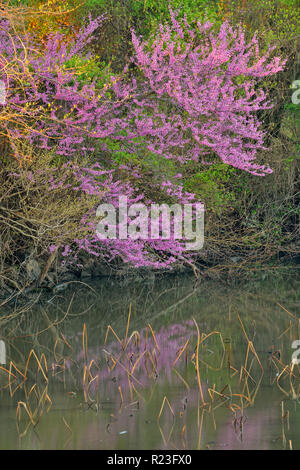 Redbud in fiore riflesso in uno stagno, Libano, Missouri, Stati Uniti d'America Foto Stock