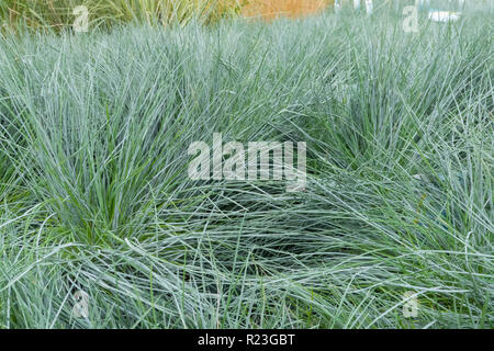 La pianta di erba Festuca Glauca blu intenso Foto Stock