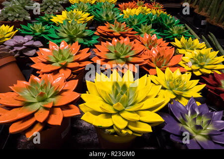 Succulente Echeveria Miranda Piante succulente | Dicotiledoni dipinte in colori diversi con un colorante Foto Stock