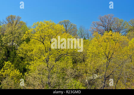 Molla frondeggiare fogliame di alberi decidui, Ava, Missouri, Stati Uniti d'America Foto Stock