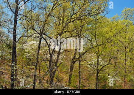 Molla frondeggiare fogliame di alberi decidui, fioritura sanguinello, Ava, Missouri, Stati Uniti d'America Foto Stock