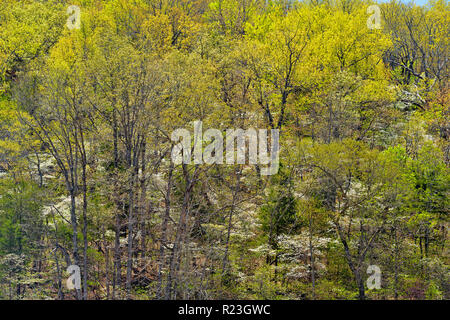 Molla frondeggiare fogliame di alberi decidui, fioritura sanguinello, Gassville, Arkansas, STATI UNITI D'AMERICA Foto Stock