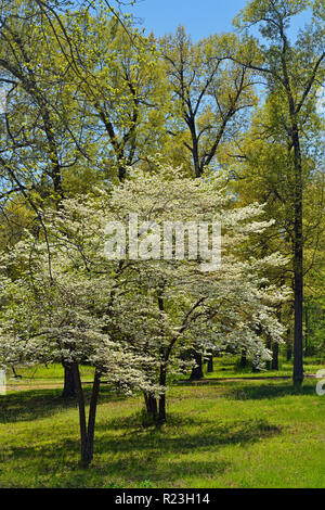 Molla frondeggiare fogliame di alberi decidui, fioritura sanguinello, Gassville, Arkansas, STATI UNITI D'AMERICA Foto Stock