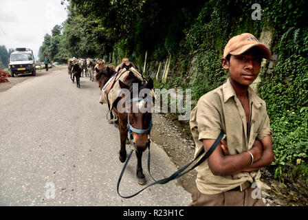 India, Himachal Pradesh, Manali, 08/11/2010: giovane cavaliere ritorna alla stalla nel villaggio con i suoi cavalli Foto Stock