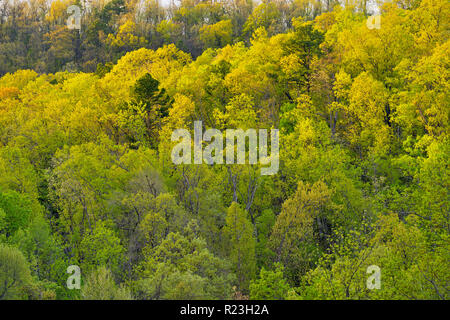 Montagna di molla emergenti fogliame vicino a Mt. Sherman, Buffalo National River, Arkansas, STATI UNITI D'AMERICA Foto Stock