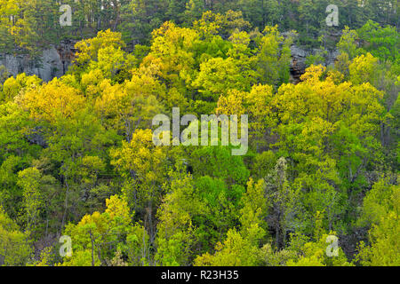 Montagna di molla emergenti fogliame vicino a Mt. Sherman, Buffalo National River, Arkansas, STATI UNITI D'AMERICA Foto Stock