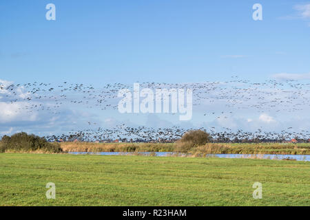 La migrazione di oche graylag assunzione di oltre il paesaggio dei polder Olandesi nella provincia della Frisia Foto Stock