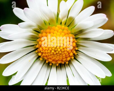 Bellis perennis daisy Foto Stock
