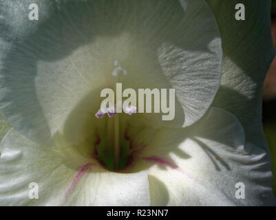 Il stami in fiore bianco di gladiolus, macro Foto Stock