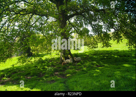 Portland pecore rifugiandosi sotto una quercia nel Devon, Regno Unito. Foto Stock