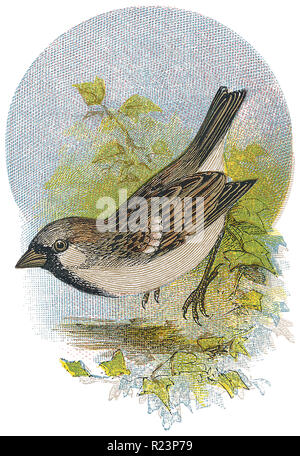 1898 incisione a colori di una casa passero (Passer domesticus). Foto Stock