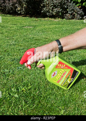 Uomo caucasico utilizzando una bomboletta spray di Doff marca Prato erbicida ( per uccidere le erbe infestanti nei prati ), REGNO UNITO Foto Stock