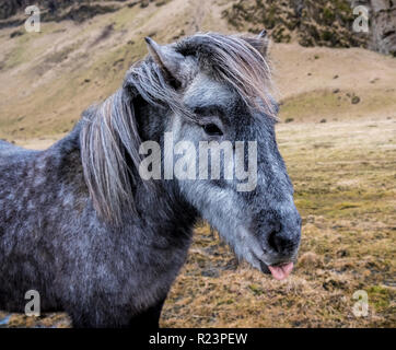 Divertenti pony islandese con la lingua fuori colpo alla testa .cavallo è bianco grigio e marrone. Foto Stock