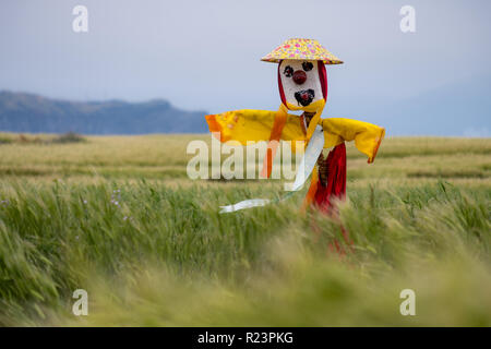 Lo Spaventapasseri di colore giallo e con abito rosso, nonché fiore hat nel campo di orzo in un'isola di Jeju off, su un ventoso giorno grigio Foto Stock