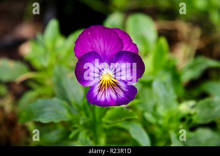 Un profondo solitario rosa e viola viola fiore in un giardino Foto Stock