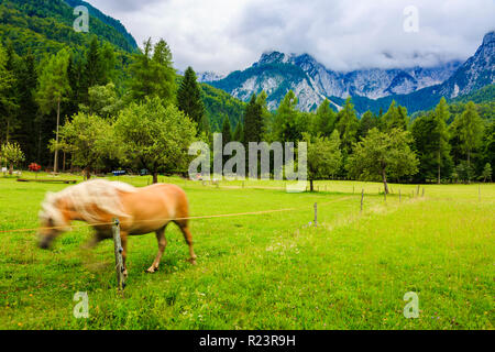 Il cavallo in un pascolo e montagne paesaggio. Foto Stock