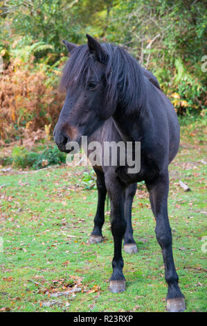 Il nero di New Forest pony in buone condizioni in piedi in una radura nel nuovo Parco Nazionale Foreste, Hampshire, Regno Unito, Inghilterra Foto Stock