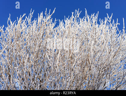 Rami di acero coperto di gelo e neve contro un vivid blue sky. Foto Stock