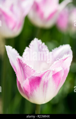 Viola Bianco tulip nella natura - profondità di campo Foto Stock