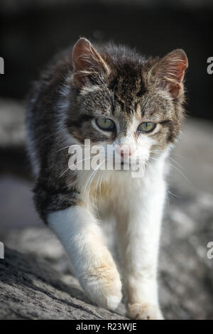Gatto randagio camminando sulle rocce Foto Stock