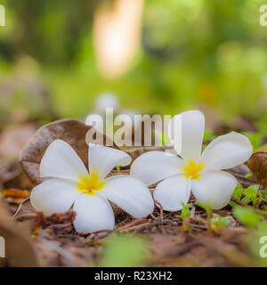 Fiori bianchi Plumeria o Frangipani. Spa fiore fiore tropicale floreale closeup. Paesaggio estivo di Plumeria fiore luminoso fiori colorati Foto Stock