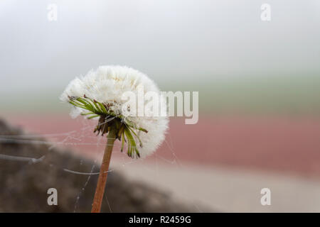 Tarassaco testa bianca con spider web stringhe contro una nebbia centro sportivo outdoor, visto in close-up con spazio di copia Foto Stock